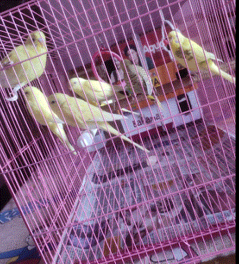 edial